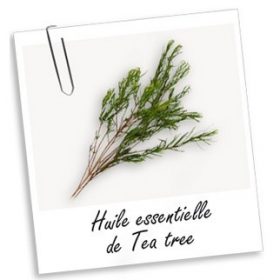 Huile Essentielle: TEA TREE (10ml)